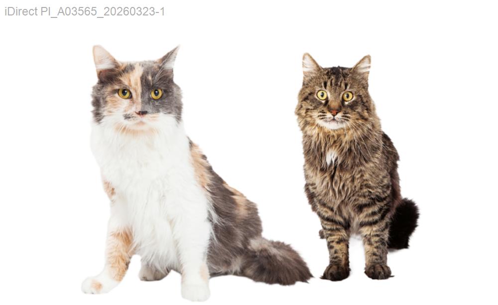 當季毛孩的秘密：為什麼我家寶貝不再抓癢？示意圖